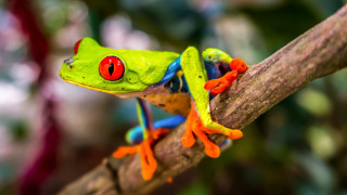 Red eyed frog sitting branch - a red eye free wallpaper