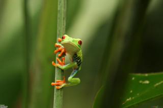 Frog plant stem closed eyes - a frog free wallpaper