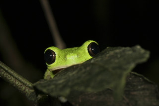 Green frog black eyes sitting - a sad look free wallpaper