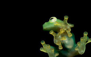 Green frog yellow spots body - its head free wallpaper