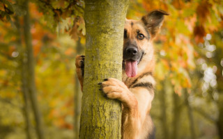 Dog standing hind legs holding - its hind leg free wallpaper