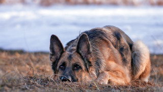 Dog laying grass water snow - the background and a snow free wallpaper