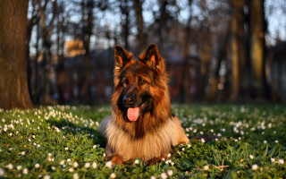 Dog laying grass tongue out 2 - its tongue free wallpaper
