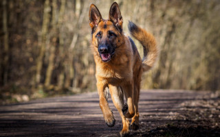 Dog running dirt road woods - a dirt road free wallpaper