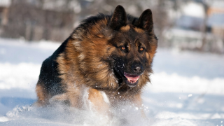 Dog running through snow wintertime - expressionism free wallpaper
