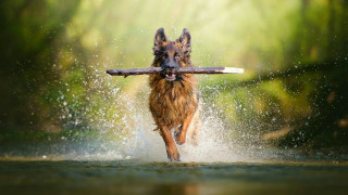Dog running water stick mouth - its mouth free wallpaper