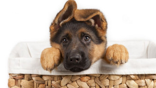 Dog peeking basket paws edge - his paw free wallpaper