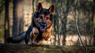 Dog jumping log woods mouth - its mouth open free wallpaper