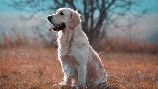 Dog sitting field tree blue - dof free wallpaper