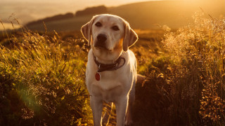 Dog field sunshine obscured grass - his face free wallpaper
