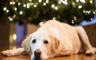 Dog laying floor christmas tree - the floor next free wallpaper