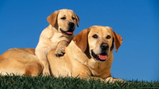 Two dogs laying grass paws - furry free wallpaper