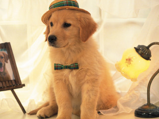 Dog hat sitting next to - rembrandt style free wallpaper