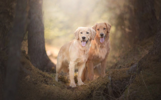Two dogs woods tongues out - their tongue free wallpaper