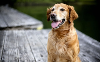 Dog sitting dock tongue out - a wooden dock free wallpaper