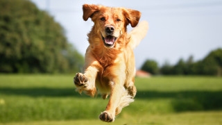Dog running grass paws air - his mouth wide open free wallpaper