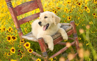 Dog chair field flowers tongue - its tongue free wallpaper