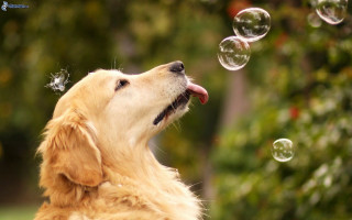 Dog blowing bubbles mouth open - outside free wallpaper