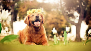 Dog flower crown grass flowers - a green leafy background free wallpaper