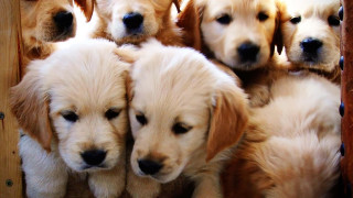Puppies sitting together crate group - david budd free wallpaper