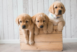 Three puppies wooden crate white - private press free wallpaper