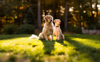 Two dogs sitting grass trees - one dog free wallpaper