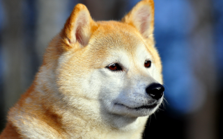 Dog closeup blurry background trees - a close up of a dog free wallpaper