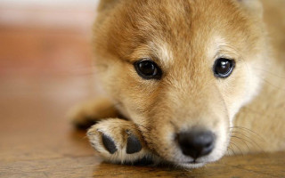 Small dog sad looking camera 4 - its paw free wallpaper