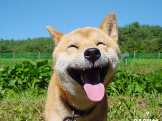 Dog tongue out eyes closed - dan content free wallpaper