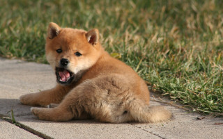 Small brown dog sidewalk grass - sōsaku hanga free wallpaper