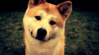 Dog closeup browneyes blacknose smiling - a black nose free wallpaper