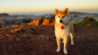 Dog hill city sunset red - golden hour free wallpaper