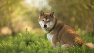 Dog sitting grass eyes closed - its eye free wallpaper