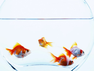 Goldfish swimming bowl water white - florianne becker free wallpaper