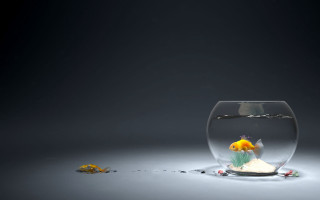 Fish bowl aquarium water background - lostfish free wallpaper