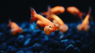 Goldfish swimming blue aquarium rocks - rock and gravel free wallpaper