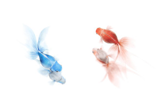 Goldfish white bowl red blue - lostfish free wallpaper