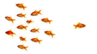 Goldfish swimming group together water - the water free wallpaper