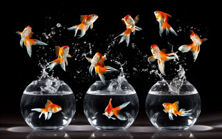 Goldfish bowl water splashing black - a surrealist painting free wallpaper