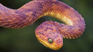 Snake green eye closeup back - its back free wallpaper