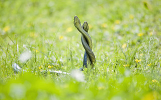 Snake in grass head up - its head free wallpaper