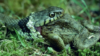 Green black snake mouth open - its mouth free wallpaper