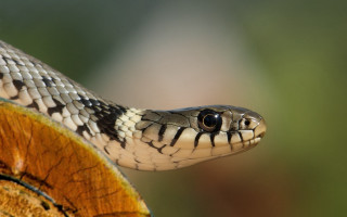 Snake closeup wooden surface blurry - a wooden surface free wallpaper