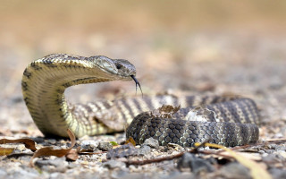 Snake eating snake ground mouth - tongue free wallpaper