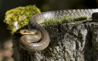 Snake curled tree stump sunshine - moss free wallpaper