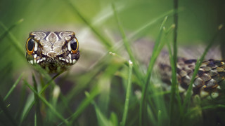 Snake in grass eyes open - its eye free wallpaper