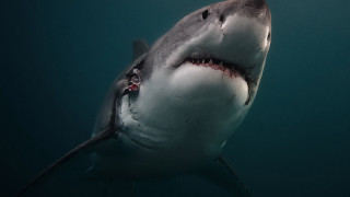 Shark man camera water back - damien hirst free wallpaper