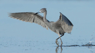 Bird wings spread water reflection 2 - upper body free wallpaper