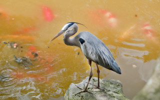 Bird rock pond fish mouth - fish free wallpaper