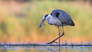 Bird fish mouth water grass - its mouth free wallpaper